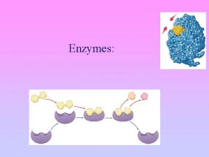 Enzymes Nothing works without enzymes How important are