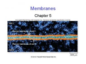 Membranes Chapter 5 Membrane Structure The fluid mosaic