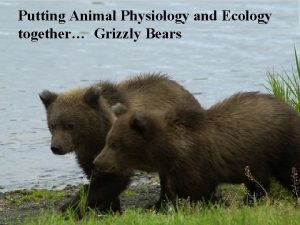 Putting Animal Physiology and Ecology together Grizzly Bears