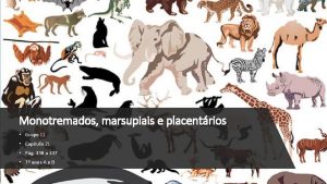 Monotremados marsupiais e placentrios Grupo 11 Captulo 21