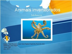 Animais invertebrados Moluscos Equipe Clara Mocarzel Luana Saud