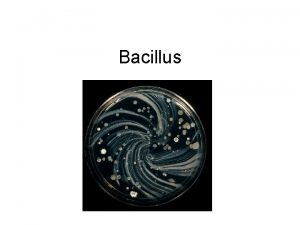 Bacillus Bacillus sp GP rod Spore former Examples