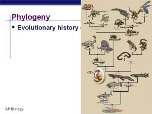 Phylogeny Evolutionary history of a species AP Biology