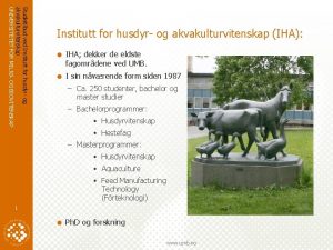 Studietilbud ved Institutt for husdyr og akvakulturvitenskap UNIVERSITETET