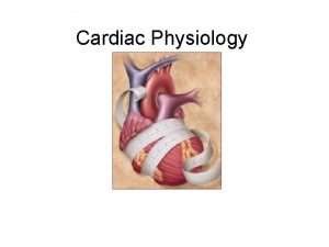 Cardiac Physiology Cardiac Physiology Anatomy Review Circulatory System