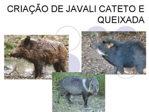 CRIAO DE JAVALI CATETO E QUEIXADA CARACTERSTICAS COMUNS