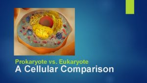 Prokaryote vs Eukaryote A Cellular Comparison Levels of