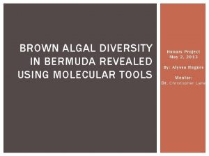 BROWN ALGAL DIVERSITY IN BERMUDA REVEALED USING MOLECULAR