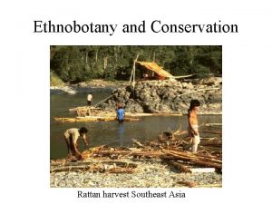 Ethnobotany and Conservation Rattan harvest Southeast Asia Why