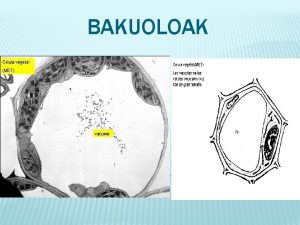 BAKUOLOAK ZER DIRA Landare zeluletako organuluak dira gehienbat