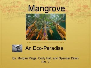 Mangrove An EcoParadise By Morgan Paige Cody Hall