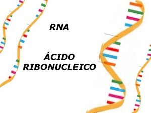 RNA CIDO RIBONUCLEICO RNA Caractersticas Gerais Polmeros de