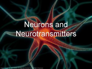 Neurons and Neurotransmitters Nervous System Central nervous system