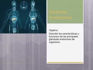 Sistema Endocrino Objetivo Describir las caractersticas y funciones