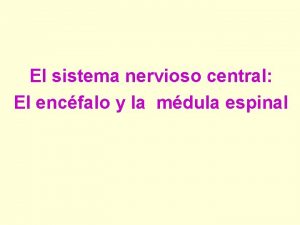 El sistema nervioso central El encfalo y la