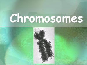 Chromosomes 1 Prokaryotic chromosomes The prokaryotic DNA bacterias