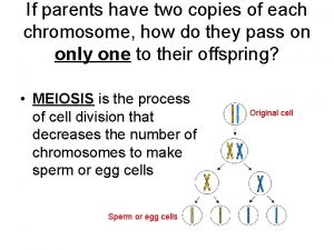 If parents have two copies of each chromosome