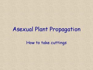 Asexual Plant Propagation How to take cuttings Objectives