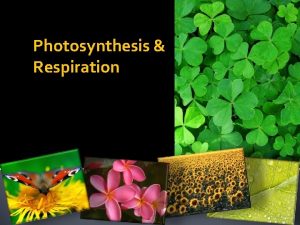 Photosynthesis Respiration Photosynthesis 1 Photosynthesis A process by