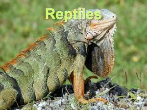 Reptiles Reptilia Reptiles are the evolutionary base for