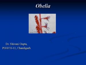 Obelia Dr Shivani Gupta PGGCG11 Chandigarh Classification Kingdom