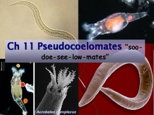 Ch 11 Pseudocoelomates soodoeseelowmates Acrobeles complexus Pseudocoelomates 9