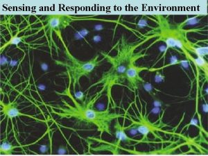 Sensing and Responding to the Environment Nerves allow