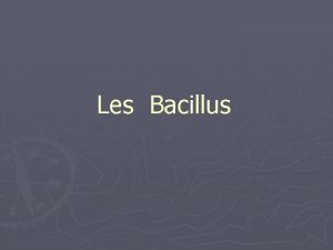 Les Bacillus Aspect microscopique Bacilles Gram prsentant une