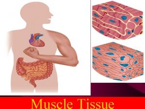 Muscle Tissue Muscle cells are structurally and functionally