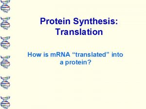 Protein Synthesis Translation How is m RNA translated