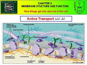 CHAPTER 8 MEMBRANE STUCTURE AND FUNCTION How things