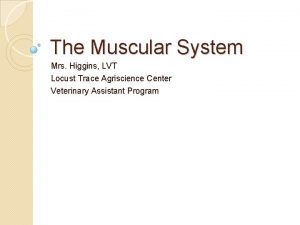 The Muscular System Mrs Higgins LVT Locust Trace