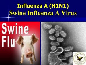 Influenza A H 1 N 1 Swine Influenza