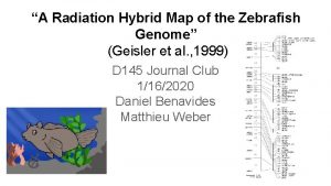 A Radiation Hybrid Map of the Zebrafish Genome