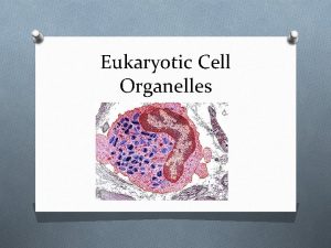 Eukaryotic Cell Organelles Cell Wall Plants Structure surrounds
