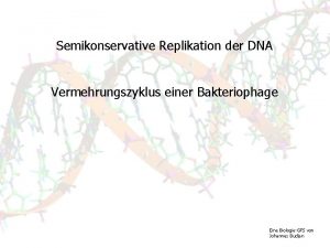 Semikonservative Replikation der DNA Vermehrungszyklus einer Bakteriophage Eine