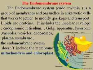 The Endomembrane system endo within is a group