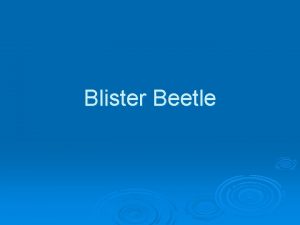 Blister Beetle The family Meloidae blister beetles contains