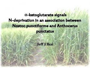 ketoglutarate signals Ndeprivation in an association between Nostoc