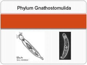 Phylum Gnathostomulida Diagnosis Tripoblsticos bilaterales no segmentados vermiformes