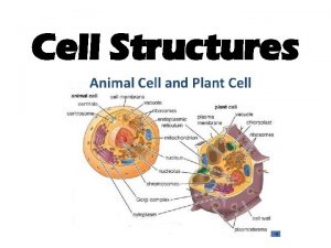 Cell Structures I Prokaryotic vs Eukaryotic Cells CELLS