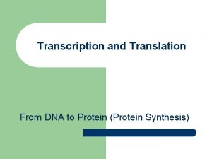 Transcription and Translation From DNA to Protein Protein