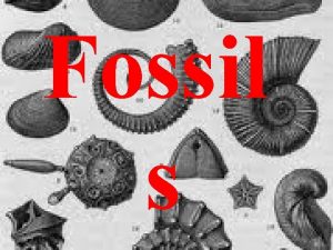 Fossil s What is a fossil fossil fsl