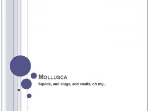 MOLLUSCA Squids and slugs and snails oh my