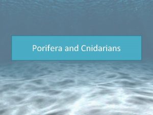 Porifera and Cnidarians Porifera Sponges are the simplest