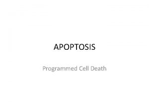 APOPTOSIS Programmed Cell Death Concept 11 5 Apoptosis