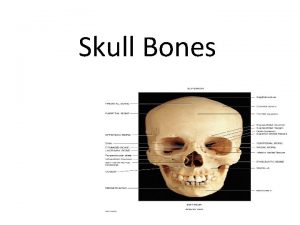 Skull Bones 28 Bones Hyoid 6 single 11