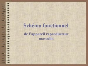 Schma fonctionnel de lappareil reproducteur masculin Schmatiser les