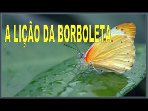 A borboleta se esforava para fazer com que