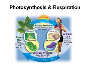Photosynthesis Respiration Cell Energy Photosynthesis and Respiration Energy